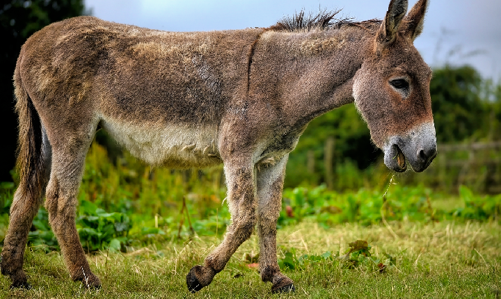 08 de Maio – Dia Internacional do Burro