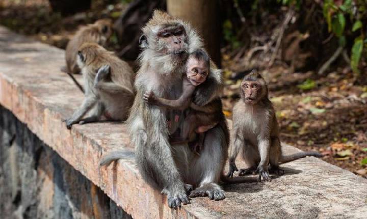 Comportamento homossexual é generalizado e hereditário entre macacos, aponta estudo