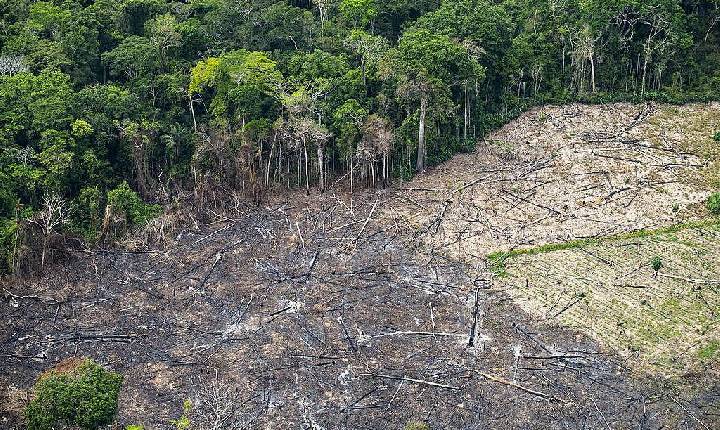 EXCLUSIVO: sobrevoo revela desmatamento e criação de gado no Parque Guajará-Mirim (RO)