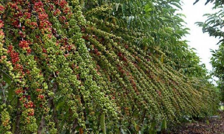 Produção de café em Rondônia cresce 24,1% em um ano