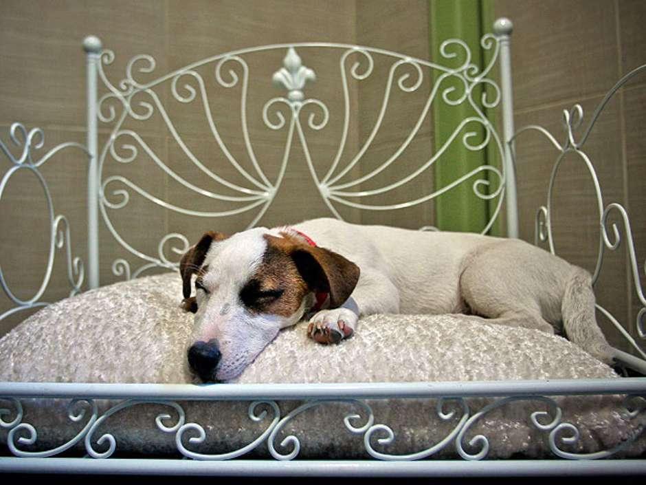 Você Sabia? Com o que sonham os animais?​