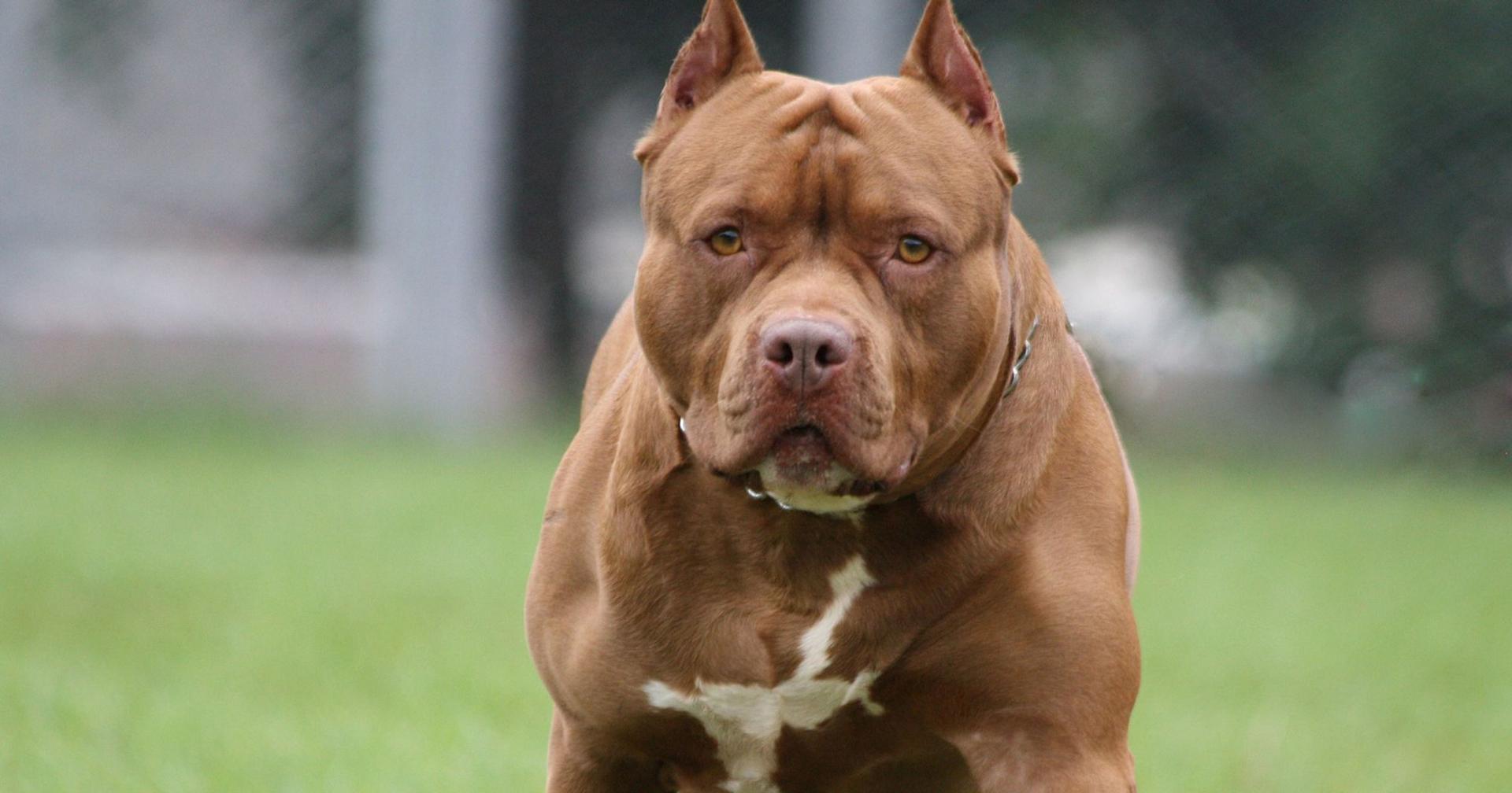 Bebê morre atacado por cão da raça pit bull na casa da bisavó na Zona Leste de SP