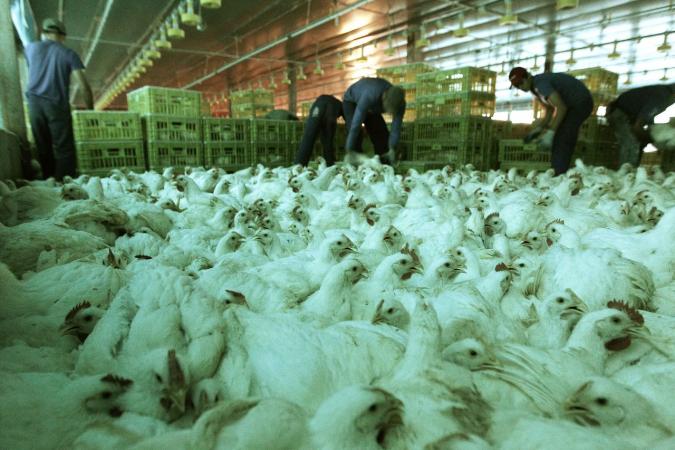 Gripe aviária: ‘Infecção por humanos é acidental’, diz infectologista; Brasil investiga seis casos