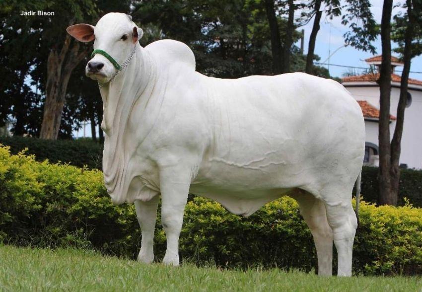 'Skincare', 'quarto' privativo e segurança 24 horas: a rotina da vaca brasileira que é a mais valiosa do mundo