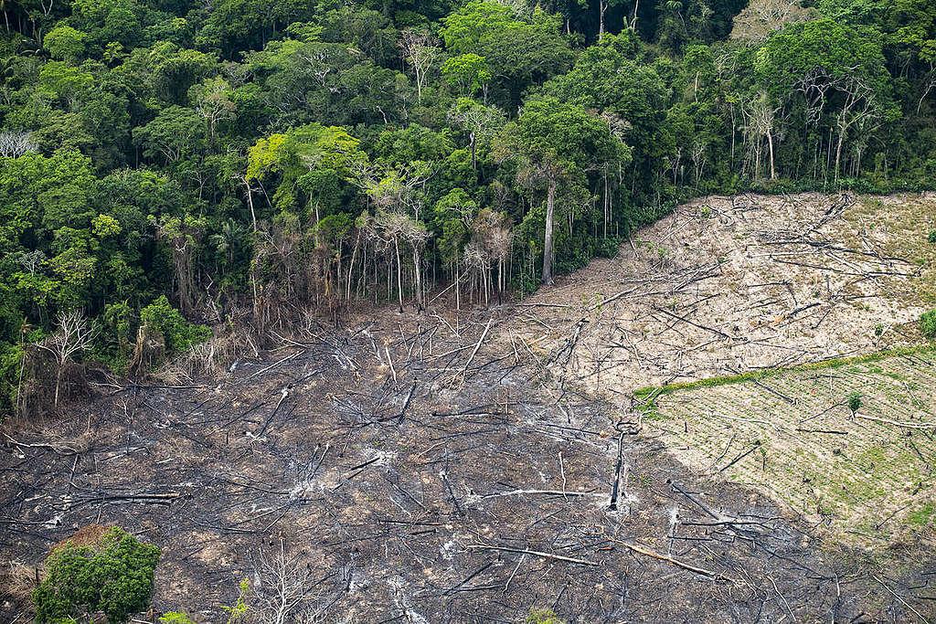 EXCLUSIVO: sobrevoo revela desmatamento e criação de gado no Parque Guajará-Mirim (RO)