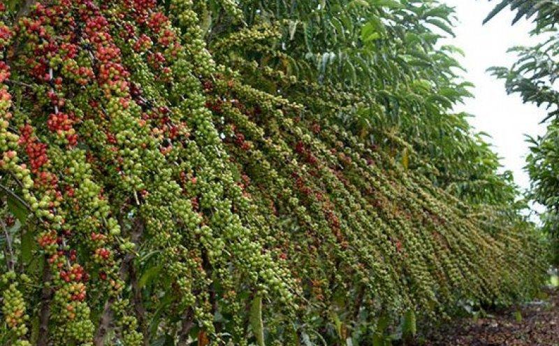 Produção de café em Rondônia cresce 24,1% em um ano