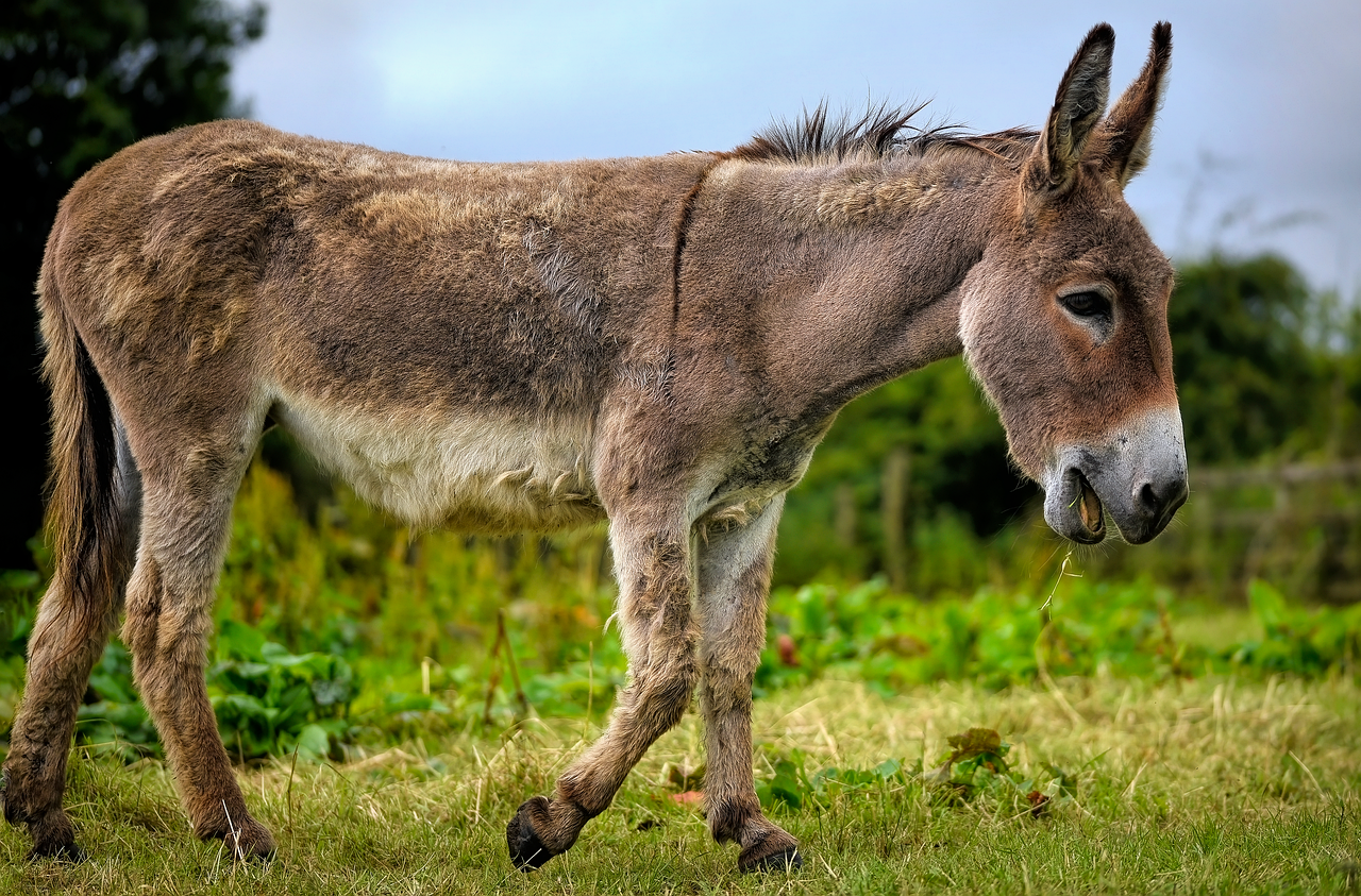 08 de Maio – Dia Internacional do Burro