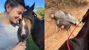 Ana Castela faz denúncia de maus-tratos a cavalo e se revolta: 'Me ajudem a deixar o covarde famoso'