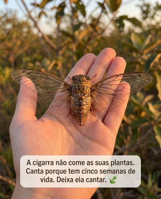 O ciclo de uma cigarra